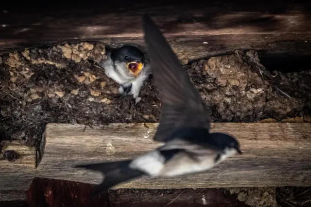 Svala flyger förbi sitt bo med öppen näbb i boet