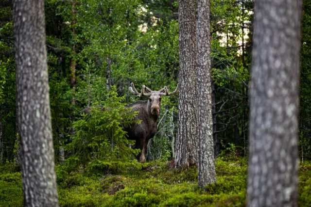Älg står mellan tallstammar i grön skog
