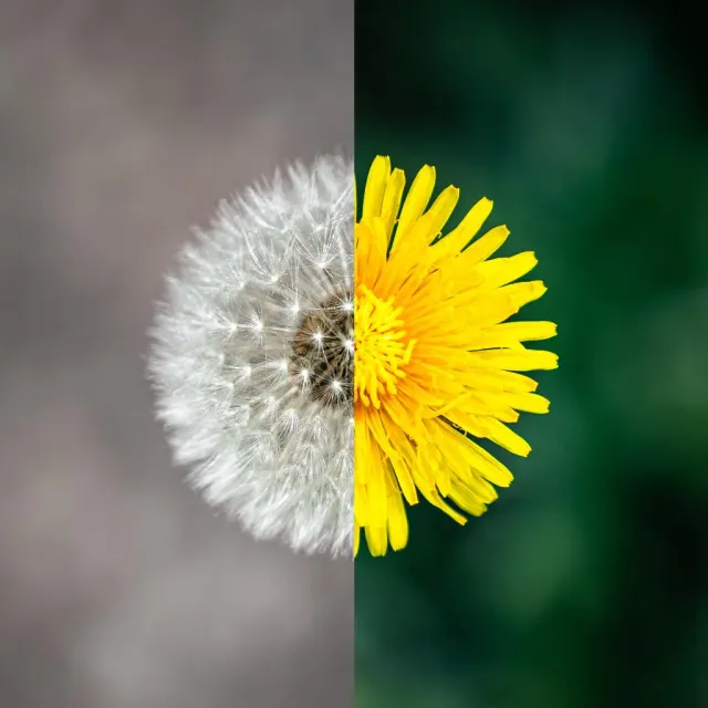 Maskros delad i en vit fröboll och en gul blomma