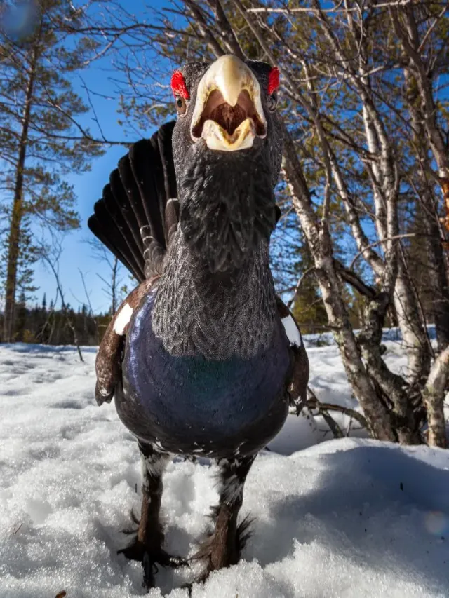 Tjäder med öppen näbb står i snön mellan björkar