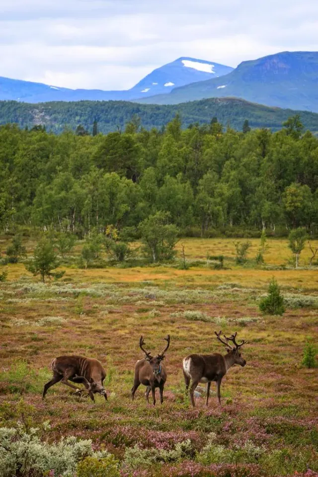 Tre renar på en fjällhed med skog och berg bakom