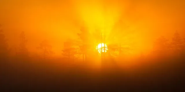 Sol bakom träd i orange dimma