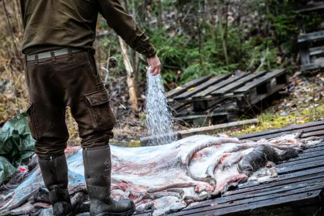 Person i stövlar spolar vatten över fisk på en pall