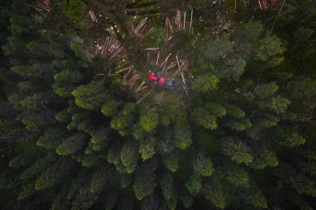 Granskog sedd rakt uppifrån med rött föremål bland träden