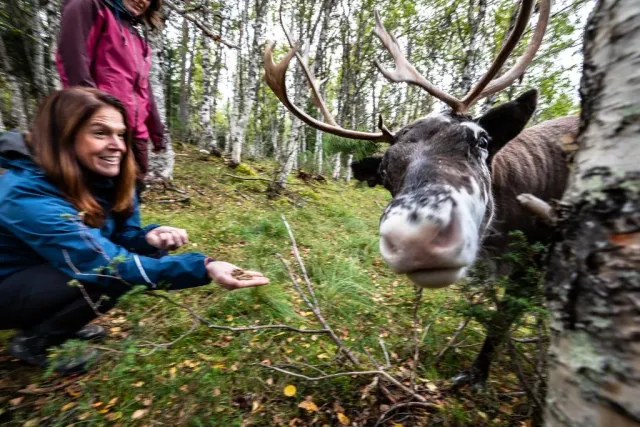 Kvinna matar en ren som sticker in huvudet i bild i björkskog