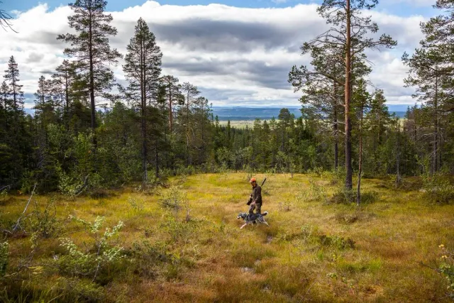 Person med hund i en gräsbevuxen glänta i skogen